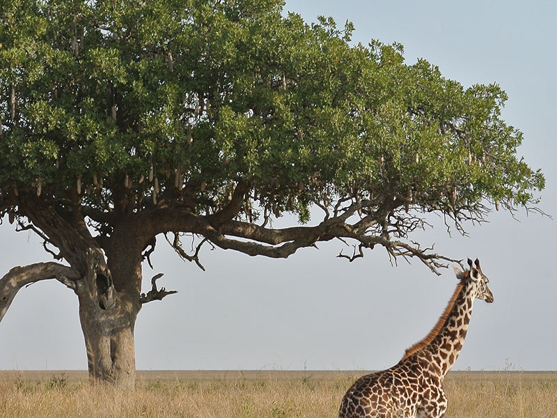 South Africa
