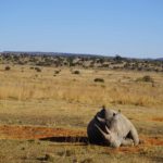 rhino