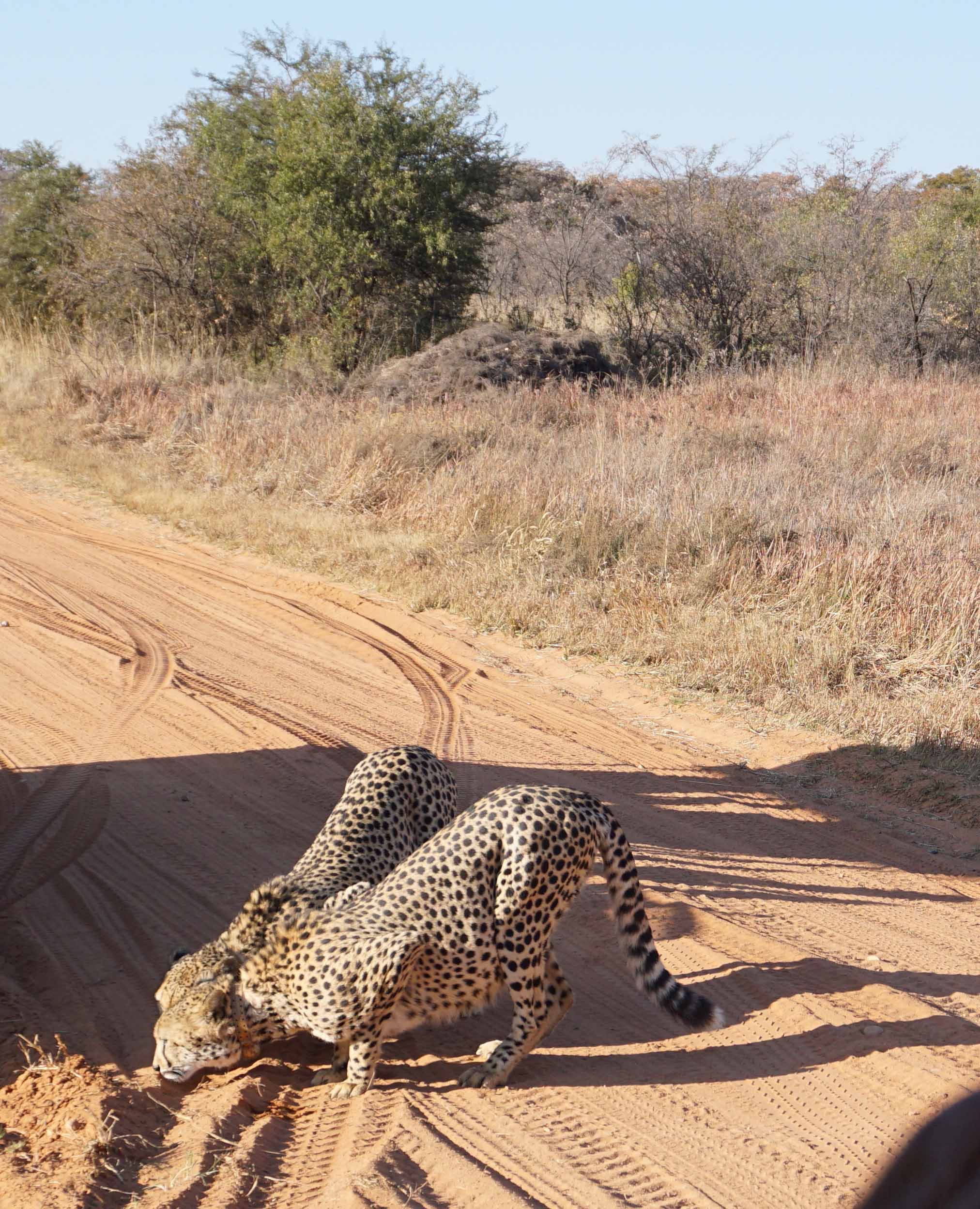 Entabeni Cheetahs sniffing tracks