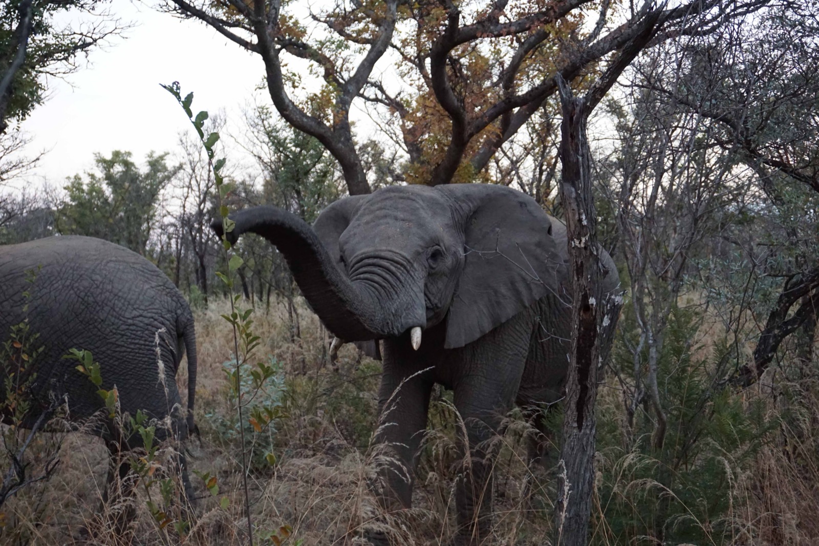 elephant trunk up