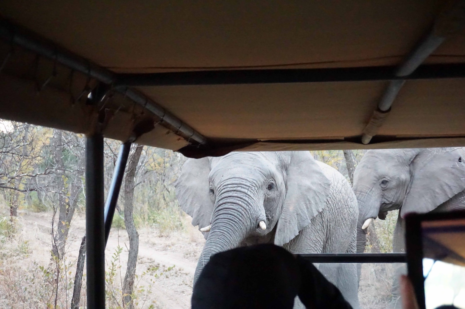 elephants approaching land cruiser