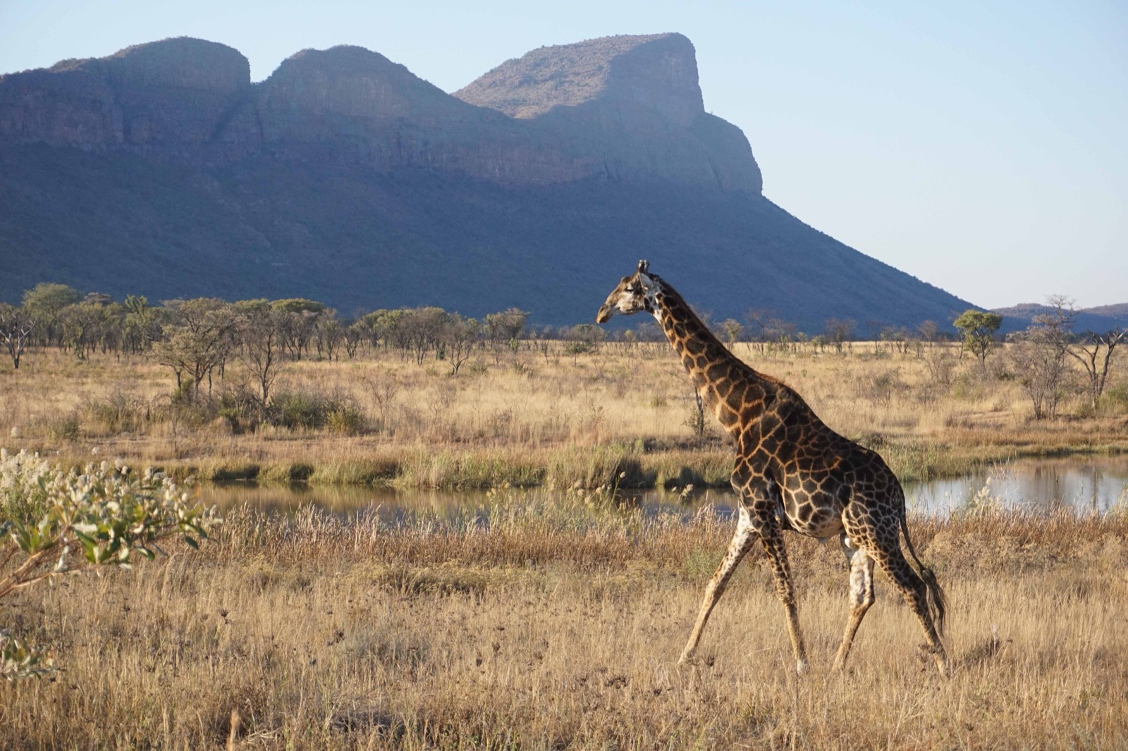 Entabeni giraffe