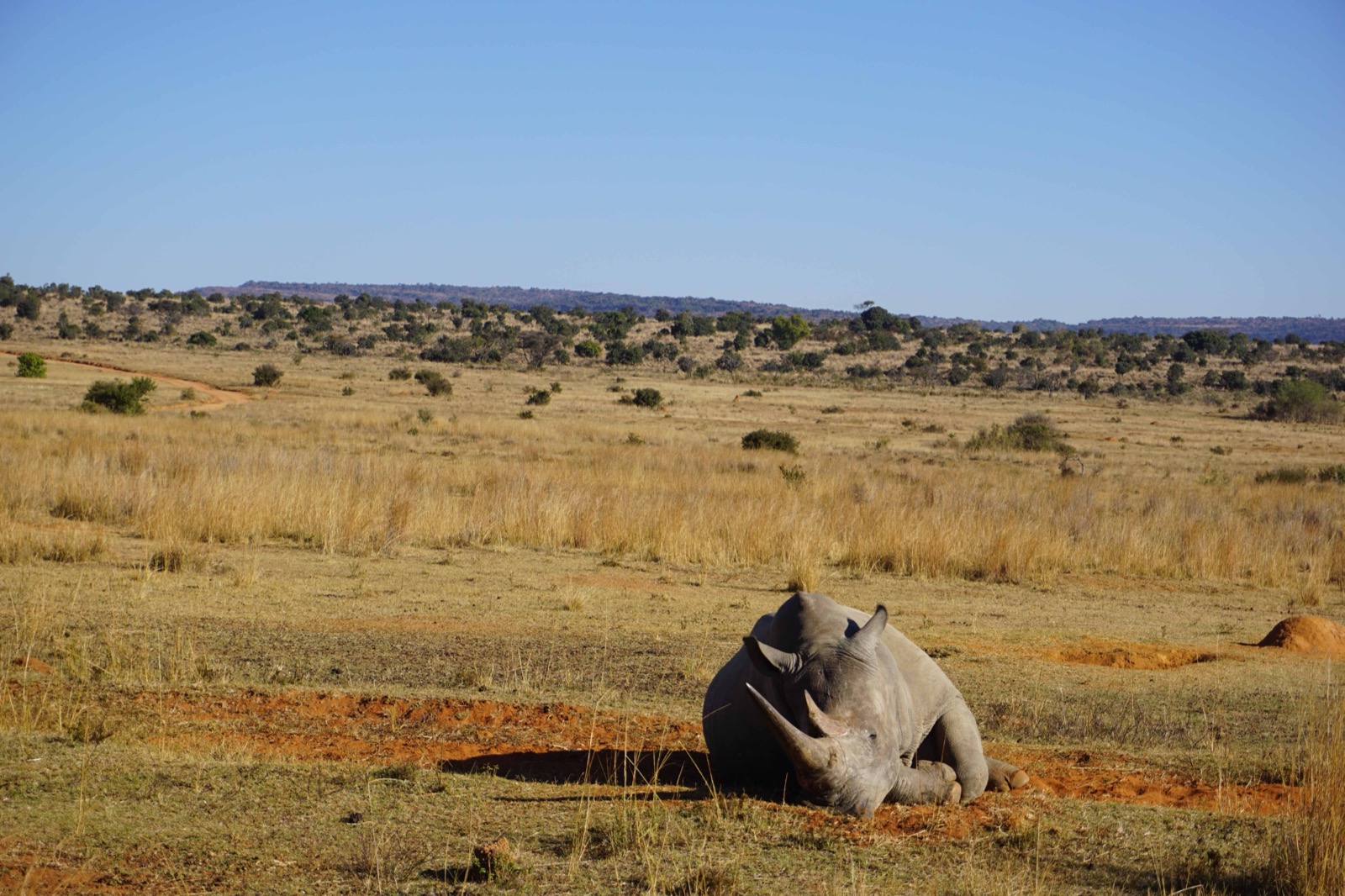 sleeping rhino